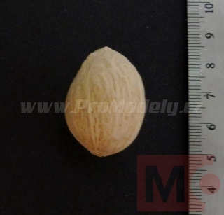 Ořech sušený, bílý, 2-4cm